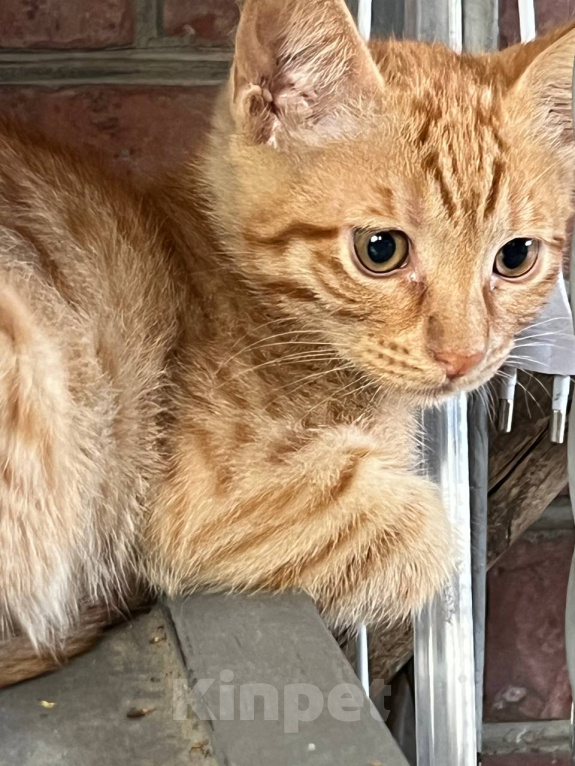 Кошки в Краснодаре: Котята в добрые руки Мальчик, Бесплатно - фото 2