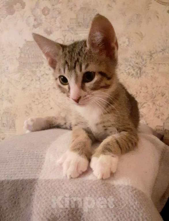 Кошки в Москве: Котенок Укропчик в добрые руки Мальчик, 1 руб. - фото 2