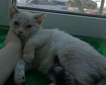 Кошки в Вологде: Котёнок Мальчик, Бесплатно - фото 1
