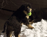 Собаки в других городах Московской области: Щенок банхара Девочка, Бесплатно - фото 5