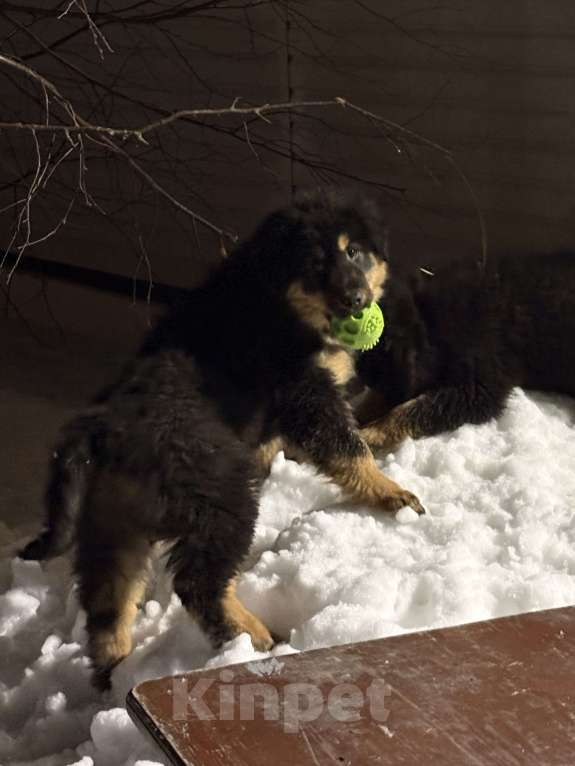 Собаки в других городах Московской области: Щенок банхара Девочка, Бесплатно - фото 5