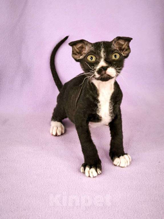 Кошки в Москве: Украинский левкой чистопродный.  Мальчик, Бесплатно - фото 2