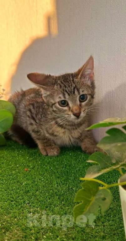 Кошки в Санкт-Петербурге: Очаровательный котёнок ищет дом !  Девочка, Бесплатно - фото 4