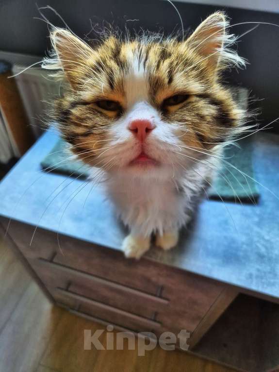 Кошки в Краснодаре: Котик Барс Мальчик, Бесплатно - фото 5