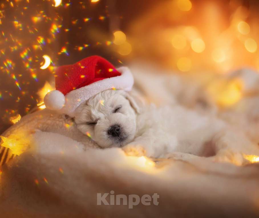 Собаки в Омске: Щенки Бишон Фризе Мальчик, 100 000 руб. - фото 1