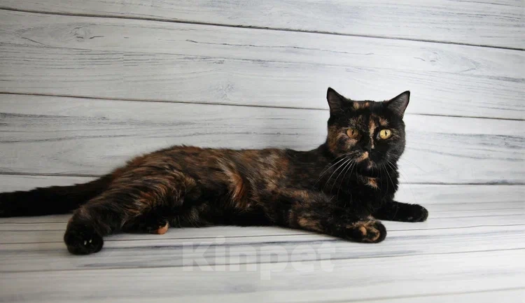 Кошки в Пушкино: БриТося - Британская черепаха  Девочка, 100 руб. - фото 4