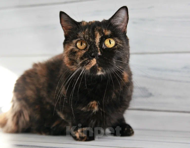 Кошки в Пушкино: БриТося - Британская черепаха  Девочка, 100 руб. - фото 2