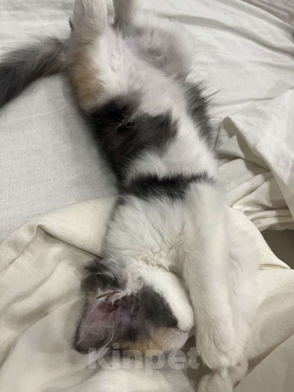 Кошки в Ижевске: котенок (девочка) в добрые руки  Девочка, Бесплатно - фото 4