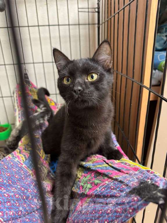 Кошки в Москве: Черный котёнок Нуар в добрые руки Мальчик, Бесплатно - фото 10