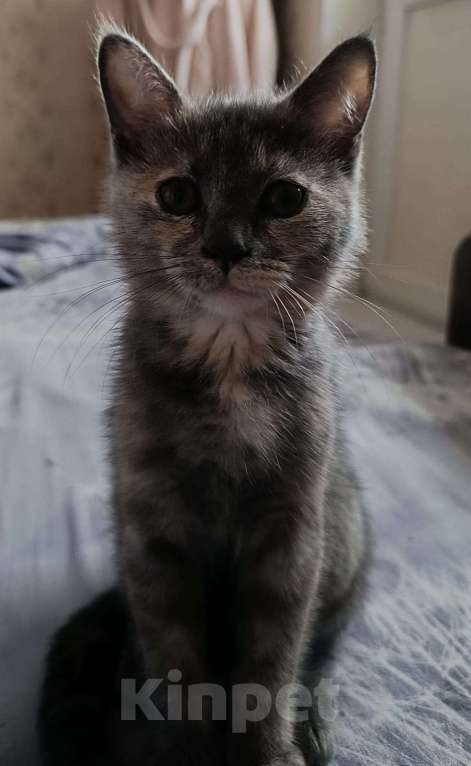 Кошки в Москве: Шотландская прямоухая короткошерстная Девочка, Бесплатно - фото 5