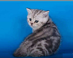Кошки в Москве: Шотландская мраморная девочка Девочка, 30 000 руб. - фото 2
