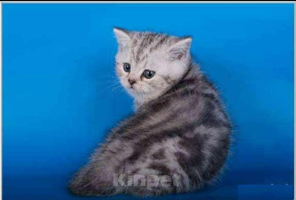 Кошки в Москве: Шотландская мраморная девочка Девочка, 30 000 руб. - фото 2