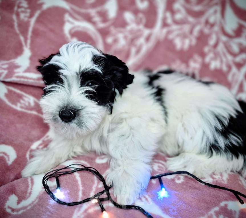 Собаки в Москве: Очаровательные щенки гаванского бишона Девочка, 80 000 руб. - фото 10