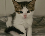 Кошки в Москве: Котята в добрые руки Разнополые, Бесплатно - фото 7