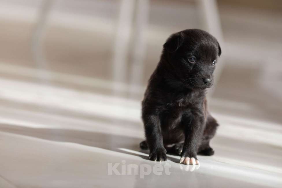 Собаки в Москве: Мишутка ждет маму Мальчик, Бесплатно - фото 3