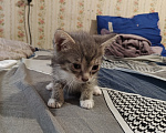 Кошки в Кемерово: Котята Разнополые, Бесплатно - фото 4