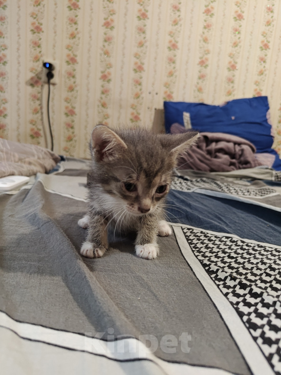 Кошки в Кемерово: Котята Разнополые, Бесплатно - фото 4