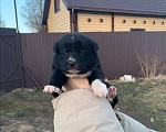 Собаки в других городах Ленинградской области: Айя Девочка, Бесплатно - фото 2
