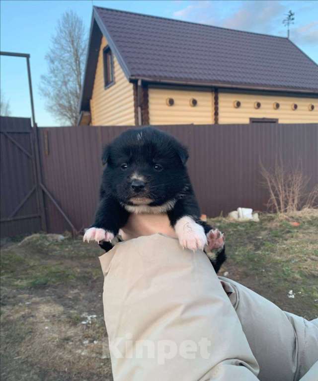 Собаки в других городах Ленинградской области: Айя Девочка, Бесплатно - фото 2