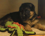 Собаки в Королеве: Щенки немецкой овчарки Мальчик, 60 000 руб. - фото 1