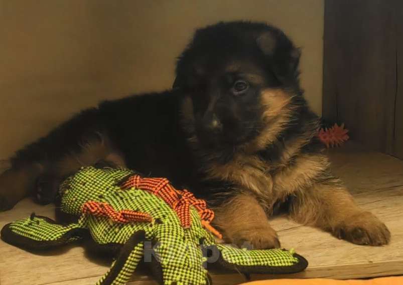 Собаки в Королеве: Щенки немецкой овчарки Мальчик, 60 000 руб. - фото 1