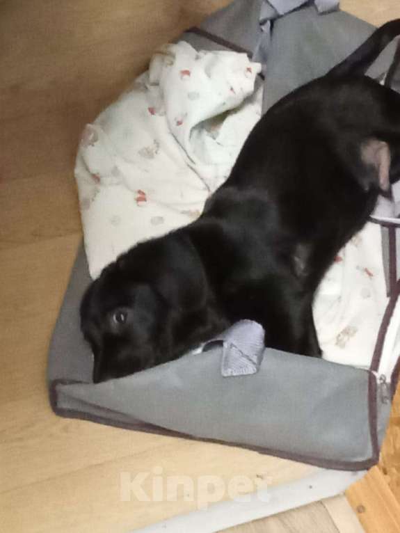 Собаки в Великом Новгороде: Отдам в добрые руки Мальчик, Бесплатно - фото 3