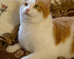 Кошки в Екатеринбурге: Кот Лева Мальчик, Бесплатно - фото 2