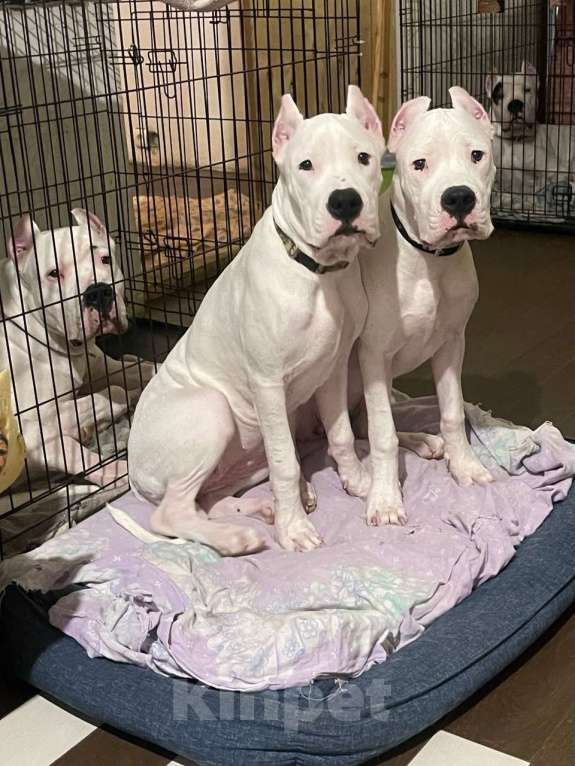 Собаки в Москве: Аргентинский дог Девочка, 40 000 руб. - фото 1