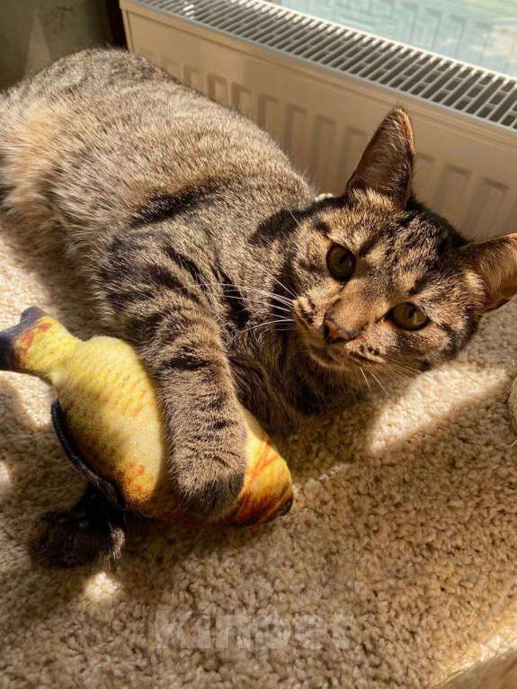 Кошки в Москве: Нежность в полоску  Девочка, Бесплатно - фото 5