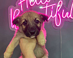 Собаки в Раменском: Спасенные от гибели на морозе малыши ищут дом Мальчик, Бесплатно - фото 3