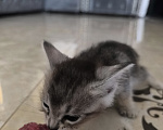 Кошки в Геленджике: Котёнок Чаузи Девочка, 30 000 руб. - фото 2