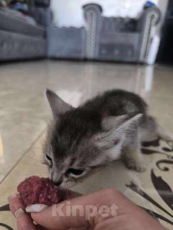 Кошки в Геленджике: Котёнок Чаузи Девочка, 30 000 руб. - фото 2