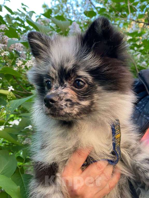 Собаки в Москве: Мальчик малого немецкого шпица  Мальчик, 20 000 руб. - фото 5