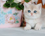 Кошки в Владивостоке: Голубая золотистая британская кошечка Девочка, 80 000 руб. - фото 2