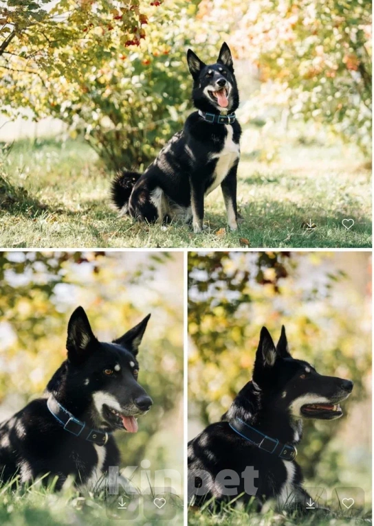 Собаки в других городах Московской области: Джек якутенок Мальчик, Бесплатно - фото 6