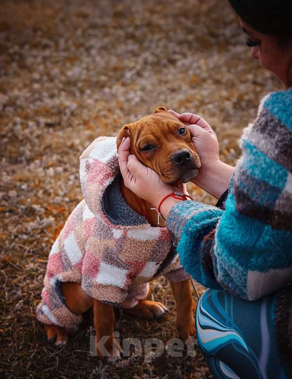 Собаки в Москве: Стильная девочка амстаффа  Девочка, 35 000 руб. - фото 6