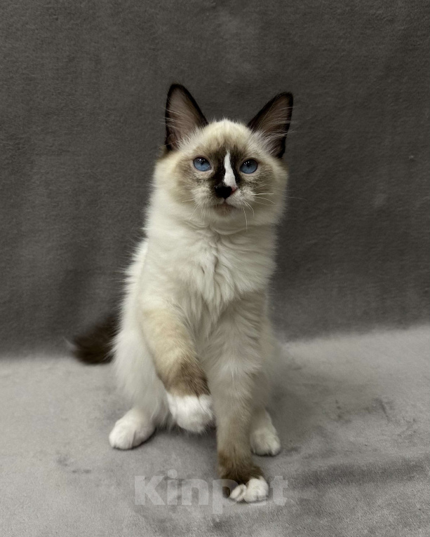 Кошки в Благовещенске: Котенок Невская маскарадная  Мальчик, 43 000 руб. - фото 1