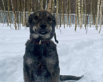 Собаки в Клине: Ария Девочка, Бесплатно - фото 2