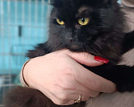 Кошки в Люберцах: Ищет дом очаровательная кошечка Чернышка Девочка, Бесплатно - фото 4