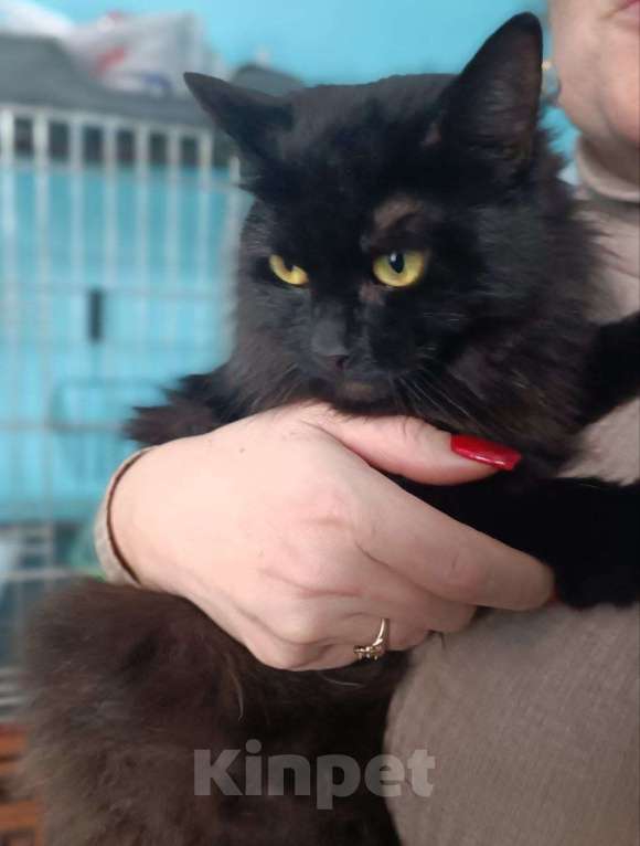 Кошки в Люберцах: Ищет дом очаровательная кошечка Чернышка Девочка, Бесплатно - фото 4