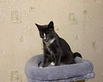 Кошки в Долгопрудном: Котенок из приюта Мальчик, Бесплатно - фото 8