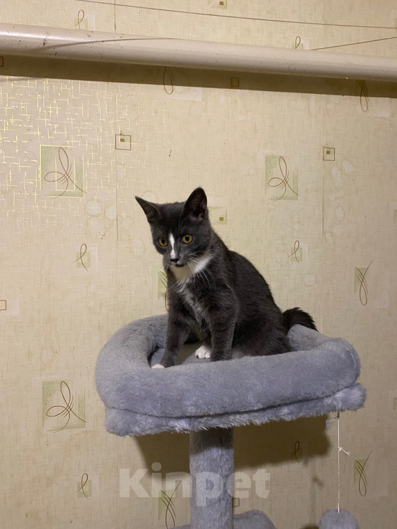 Кошки в Долгопрудном: Котенок из приюта Мальчик, Бесплатно - фото 8