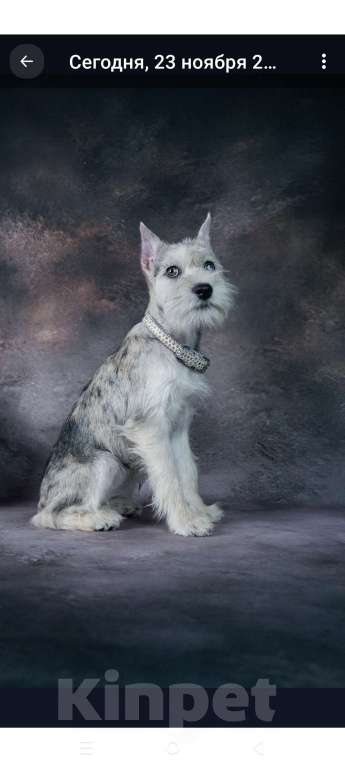 Собаки в Мытищах: Подрощенная девочка Девочка, 55 000 руб. - фото 6