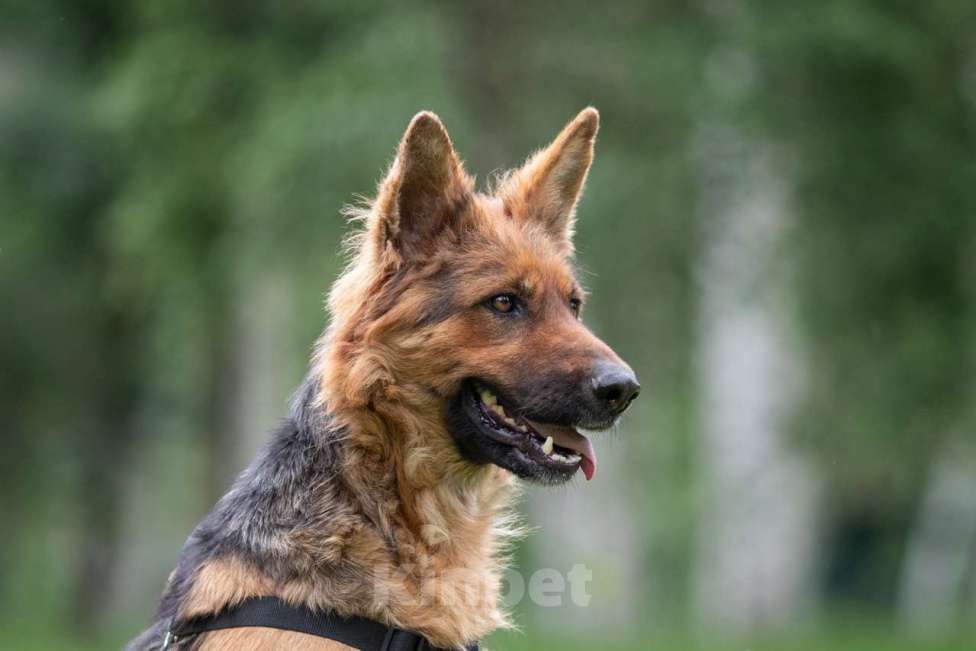 Собаки в Москве: Кира Девочка, Бесплатно - фото 5