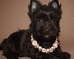 Собаки в Москве: Шоколадный йорк Мальчик, 80 000 руб. - фото 1