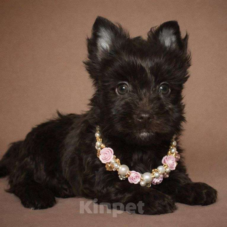 Собаки в Москве: Шоколадный йорк Мальчик, 80 000 руб. - фото 1