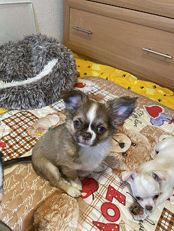 Куколка чихуахуа девочка