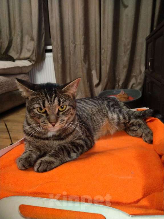 Кошки в Санкт-Петербурге: Котик Веня в добрые руки Мальчик, Бесплатно - фото 5