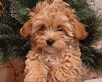 Собаки в Санкт-Петербурге: Мальтипу щенок карамельный baby face Мальчик, 80 000 руб. - фото 1
