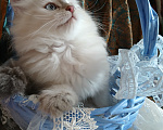Кошки в Москве: Клубный котенок Мальчик, Бесплатно - фото 3